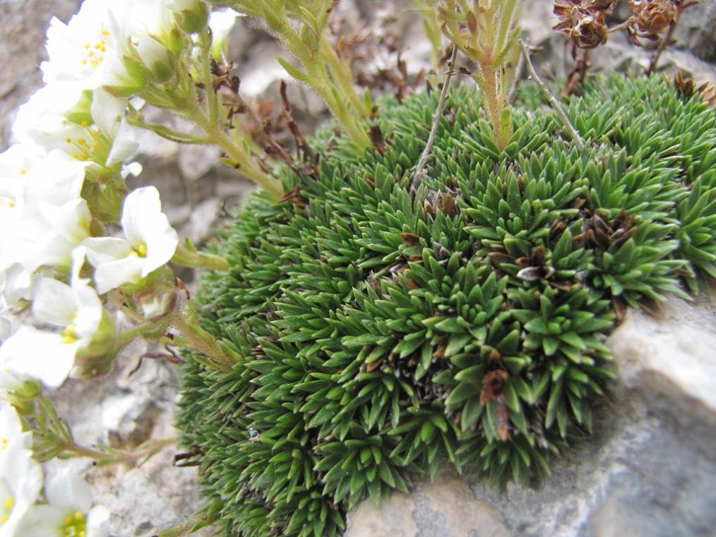 Saxifraga vandellii / Sassifraga di Vandelli